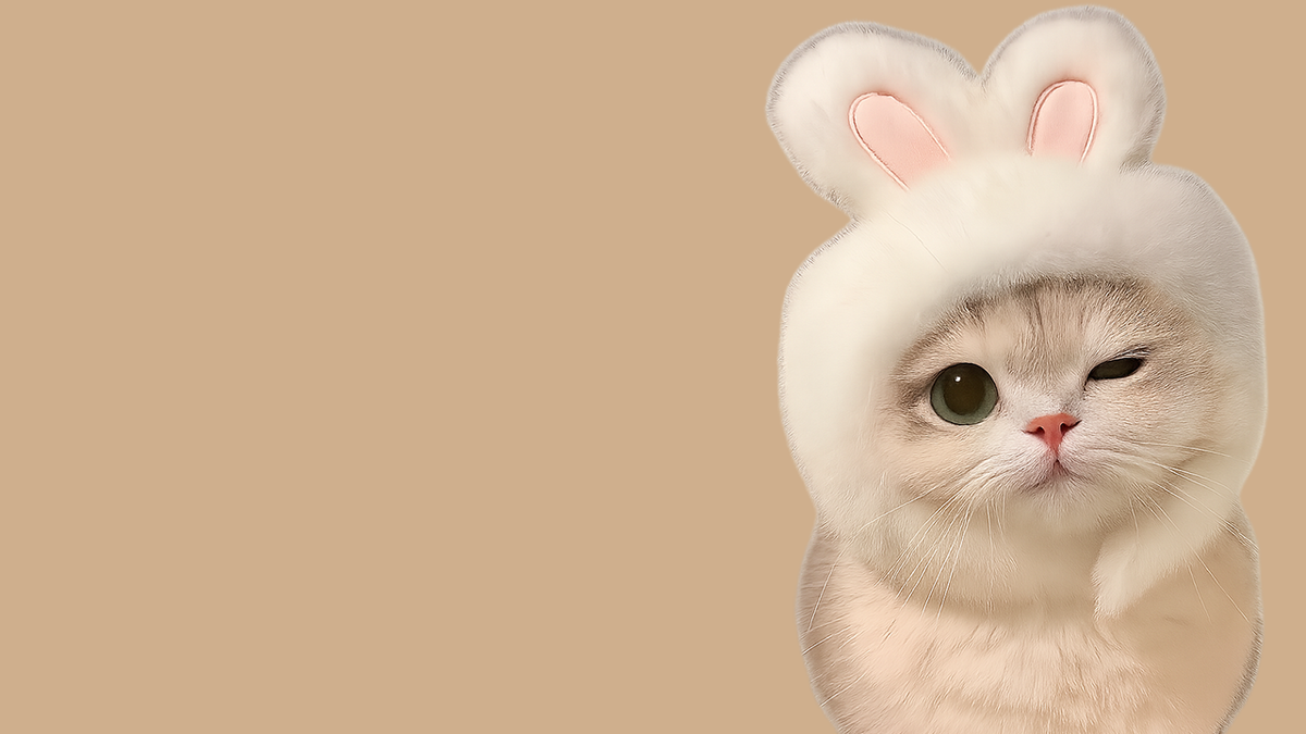 Cute cat in a cozy bed